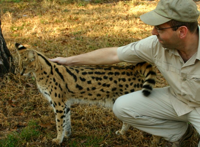 Serval